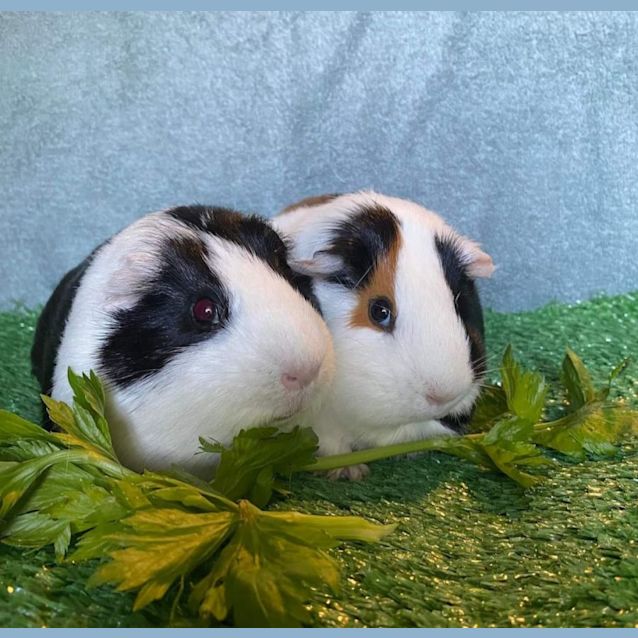Photo of Airlie & Zari