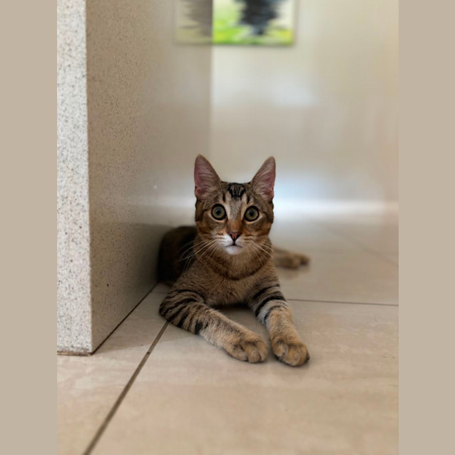 Photo of Skipper