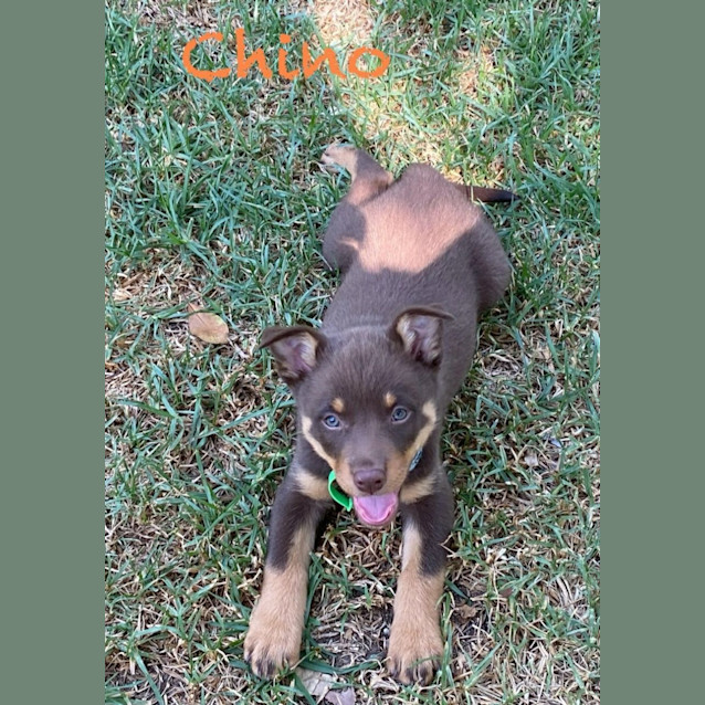 Photo of Chino