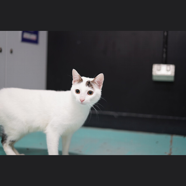 Photo of Iceman 