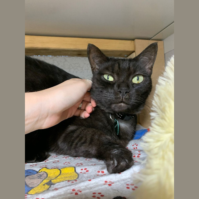 Photo of Milo