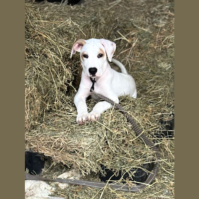 Arabic Ridgeback Raffi - Large Male Bull Arab x Rhodesian Ridgeback Mix Dog in QLD ...
