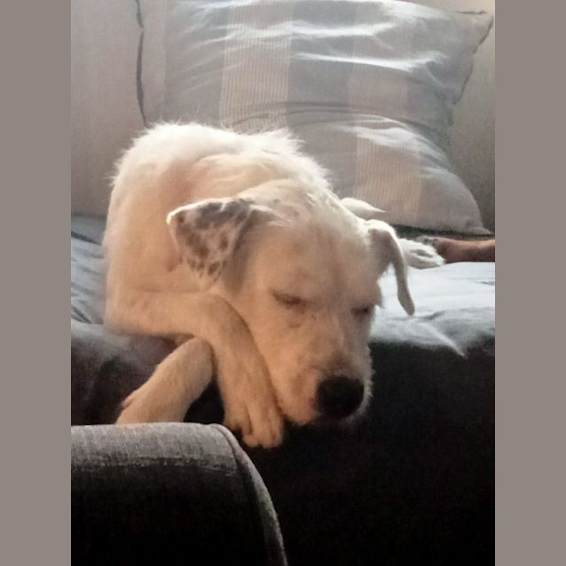 Photo of Mack   2 Year Old Wolfhound X (Trial)