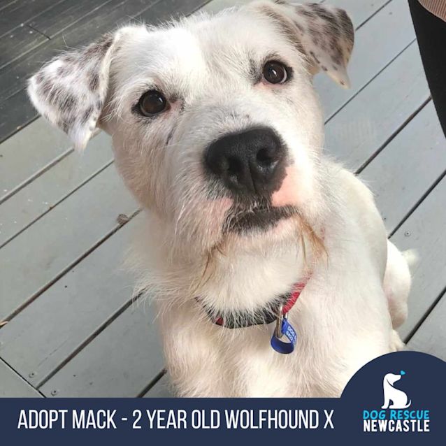 Photo of Mack   2 Year Old Wolfhound X (Trial)