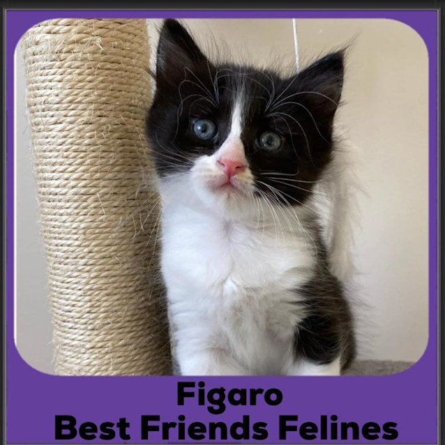 Photo of Figaro