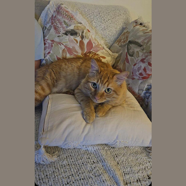 Photo of 🐾Paudie🐾