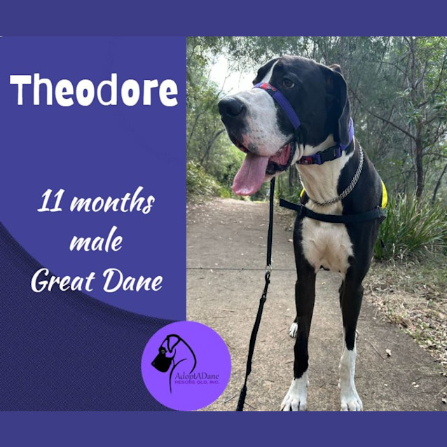 Photo of Theodore