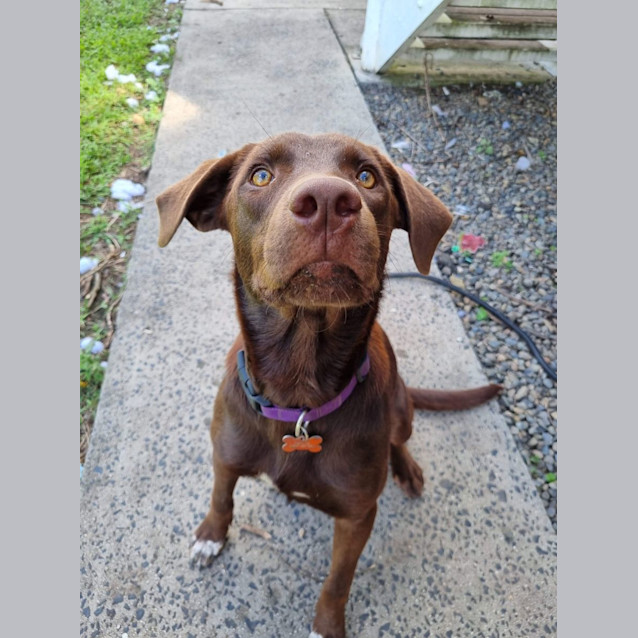 Photo of Dixie