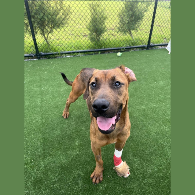 Photo of Banzai Imp 140