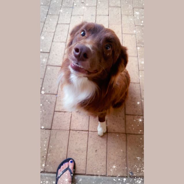 Photo of Koda