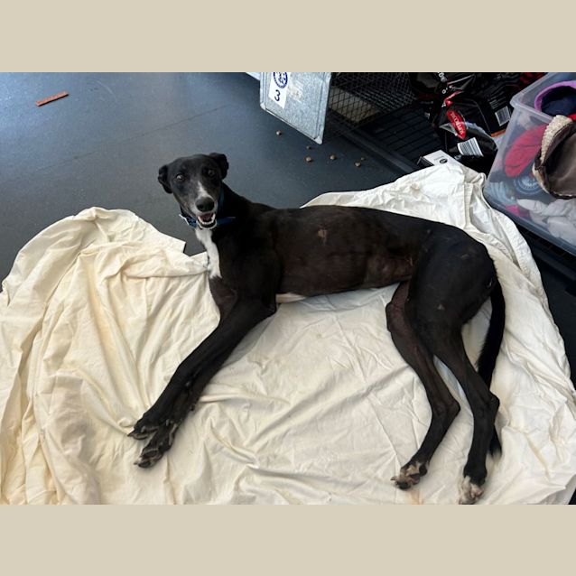 Photo of Zero Imp 693