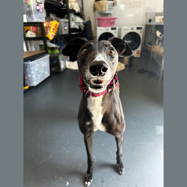 Photo of Zero Imp 693