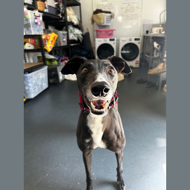 Photo of Zero Imp 693