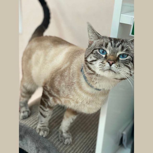 Photo of Rocky (6524)