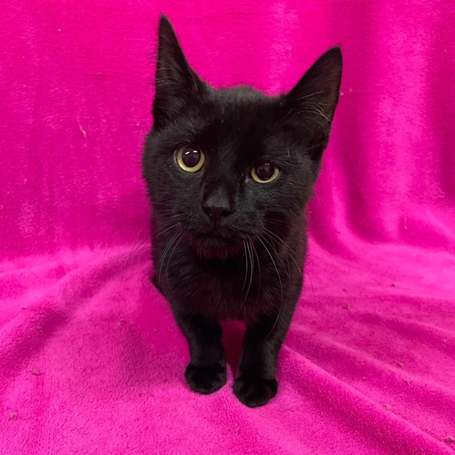 Photo of Panther