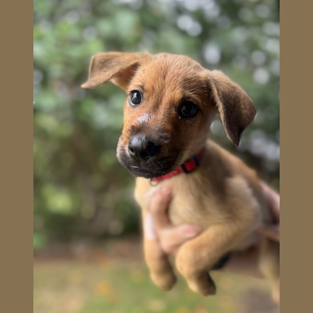 Photo of Darcy