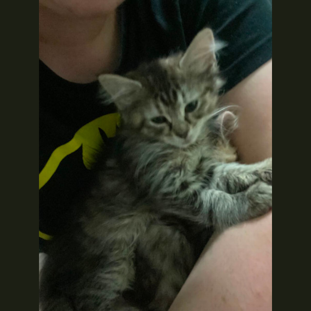Photo of Ranger **2nd Chance Cat Rescue**