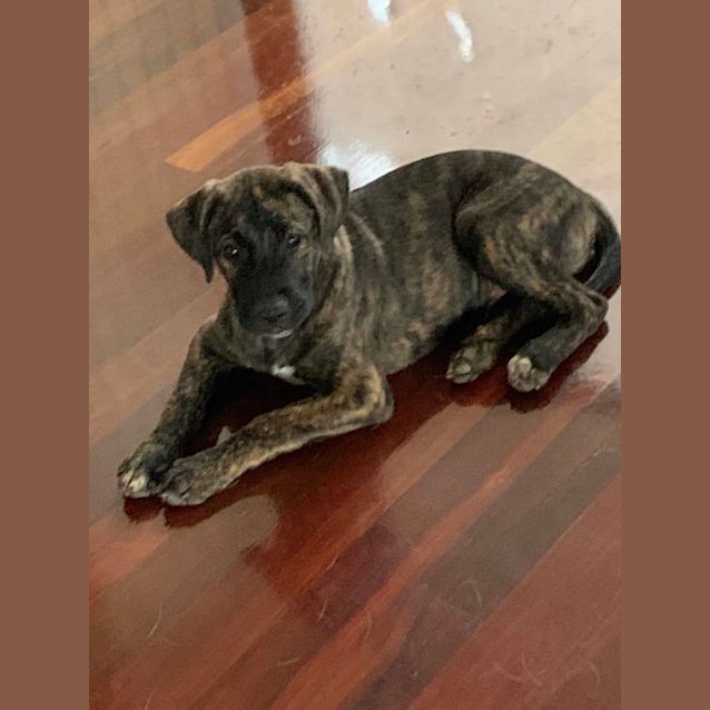 Photo of Maverick