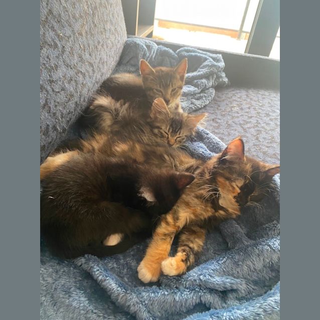 Photo of Bard **2nd Chance Cat Rescue**