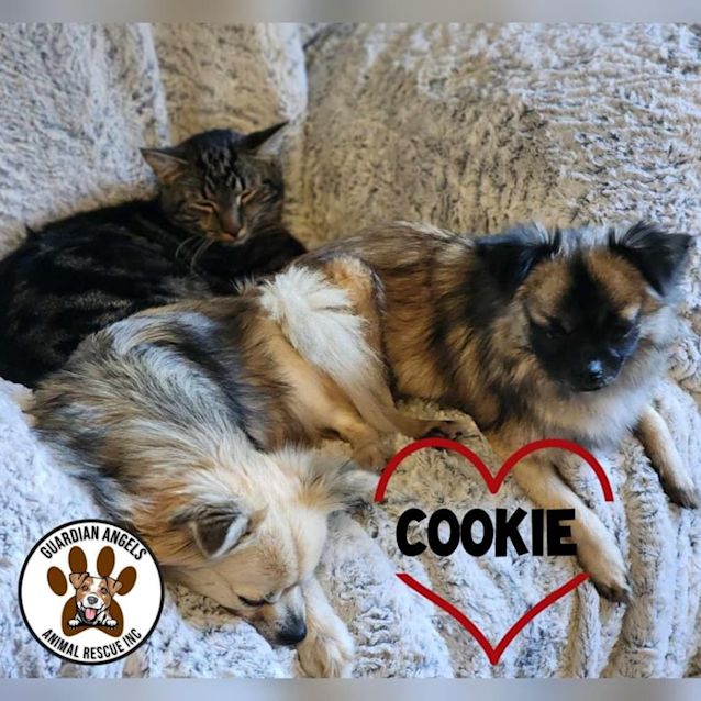 Photo of Cookie