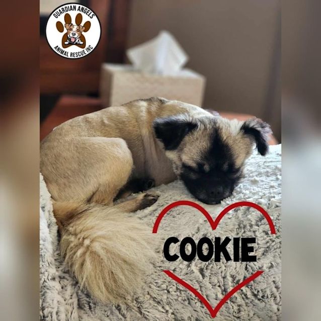 Photo of Cookie