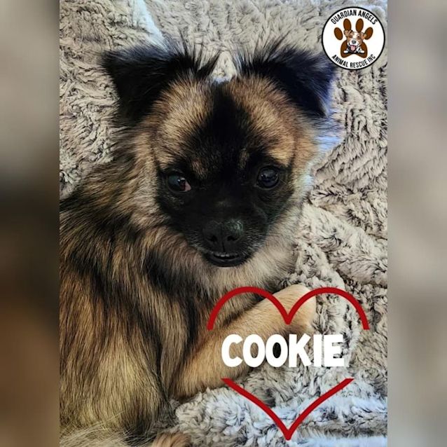 Photo of Cookie