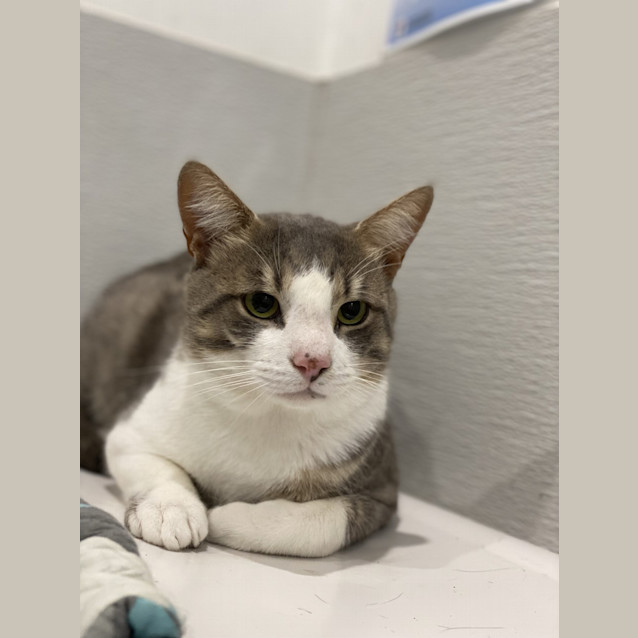 Photo of Otis