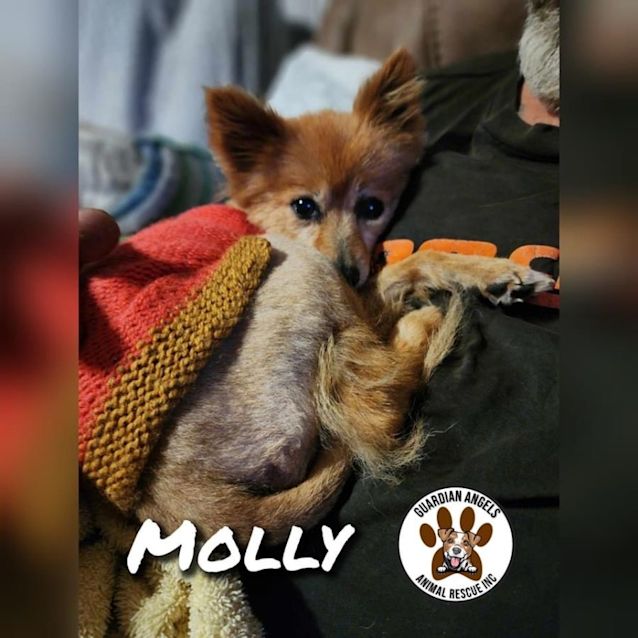 Photo of Molly