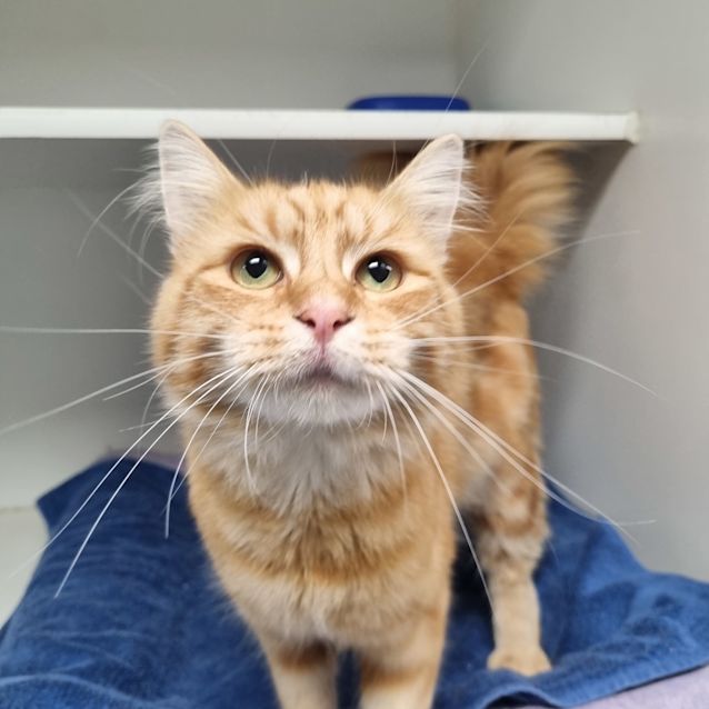 Photo of Butternut