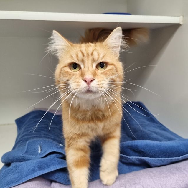 Photo of Butternut