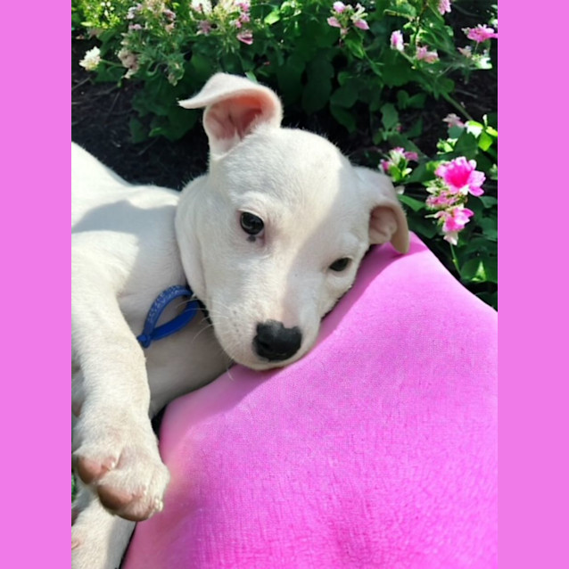 Photo of Elsa   4 Month Old Mixed Breed