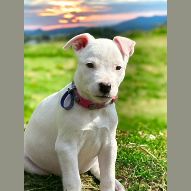 Photo of Anna   4 Month Old Mixed Breed
