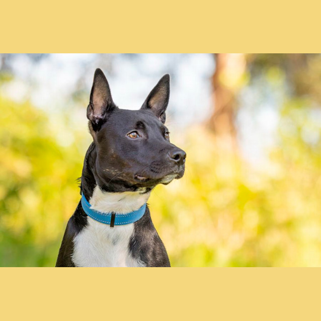 Photo of Spike   8 Month Old Staffy X Kelpie (Trial)