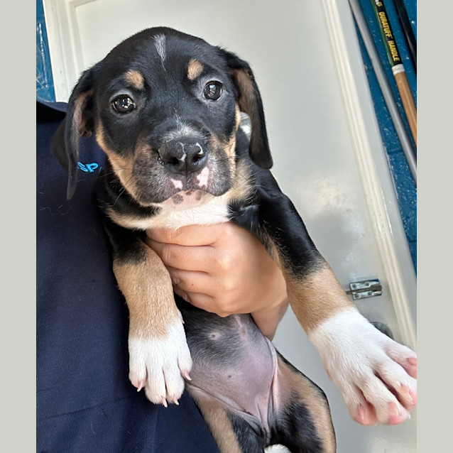 Photo of Milo