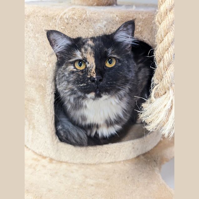 Photo of Pepper