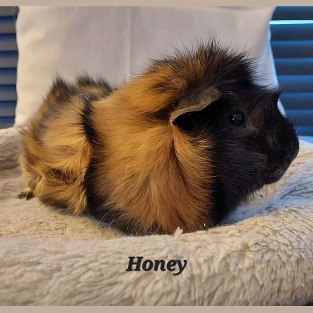 Photo of Honey