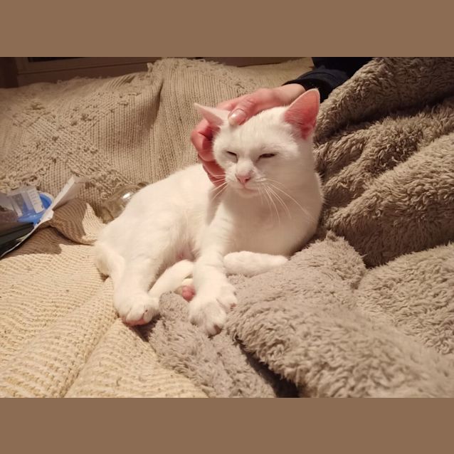Photo of Yeti