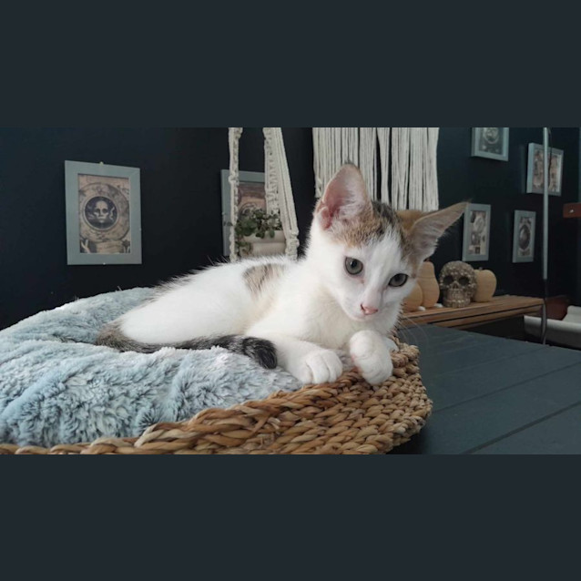 Photo of Noodle