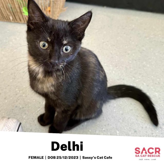 Photo of Delhi
