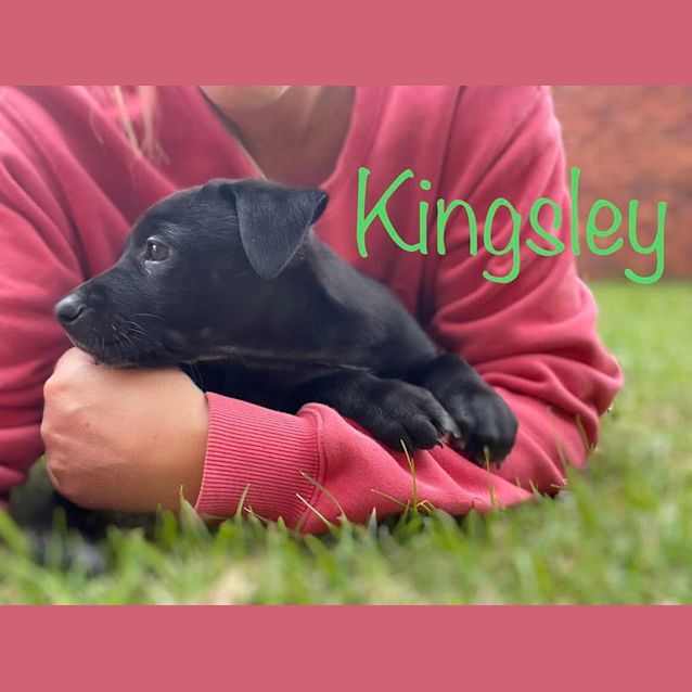 Photo of Gus (Was Kingsley)