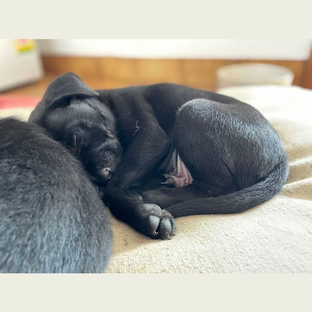 Photo of Gus (Was Kingsley)