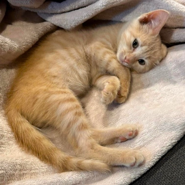 Photo of Nacho Cheese