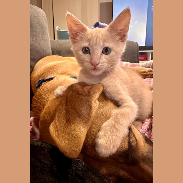 Photo of Nacho Cheese