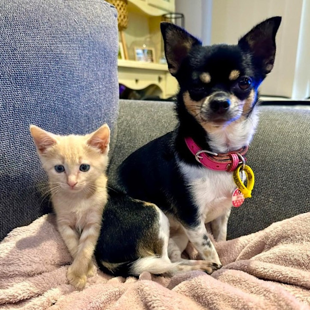 Photo of Nacho Cheese