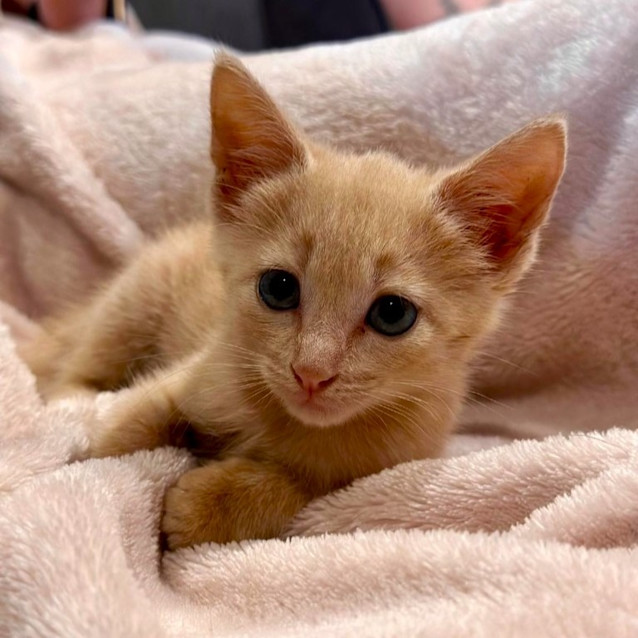 Photo of Nacho Cheese