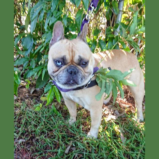 Photo of Louie
