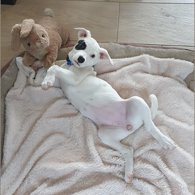 Photo of Patchy   11 Week Old Staffy X (Trial)