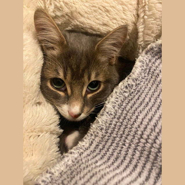 Photo of Bailey ** 2nd Chance Cat Rescue**