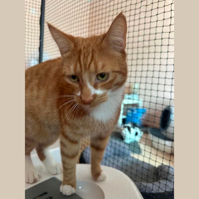 Photo of Bing Bing (Can Potentially Transport To You )