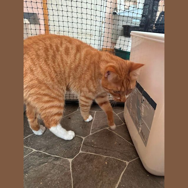 Photo of Bing Bing (Can Potentially Transport To You )